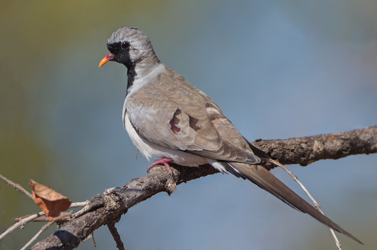 Namaqua Dove