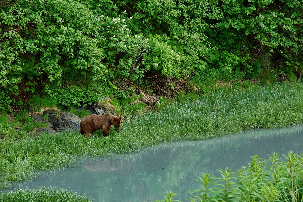 Tidewater Grazing