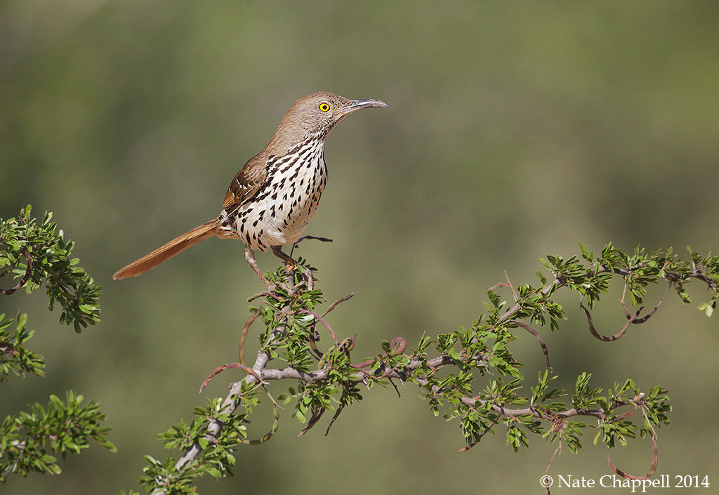 Long-billed Thrasher