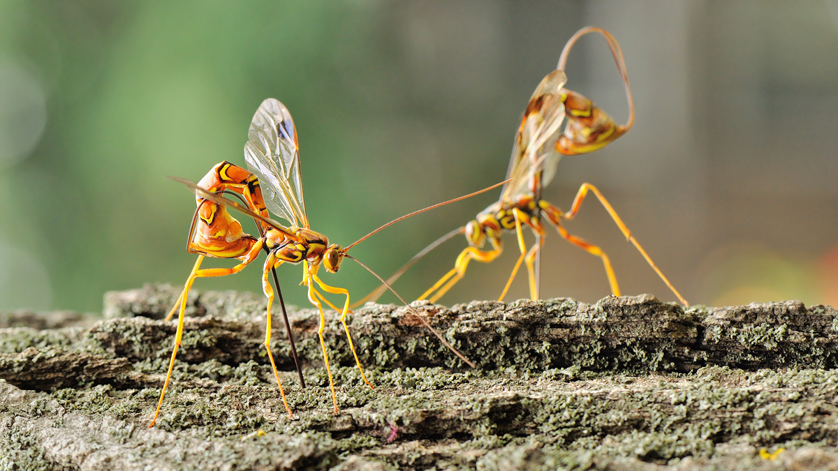 Planet of the Wasps