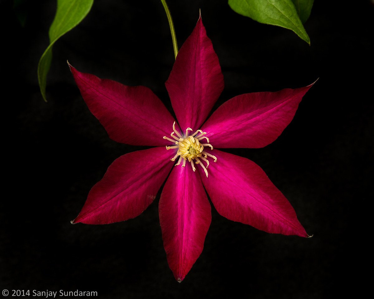 Bourbon Clematis