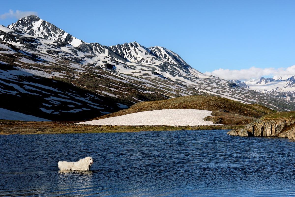 Alpine Wading