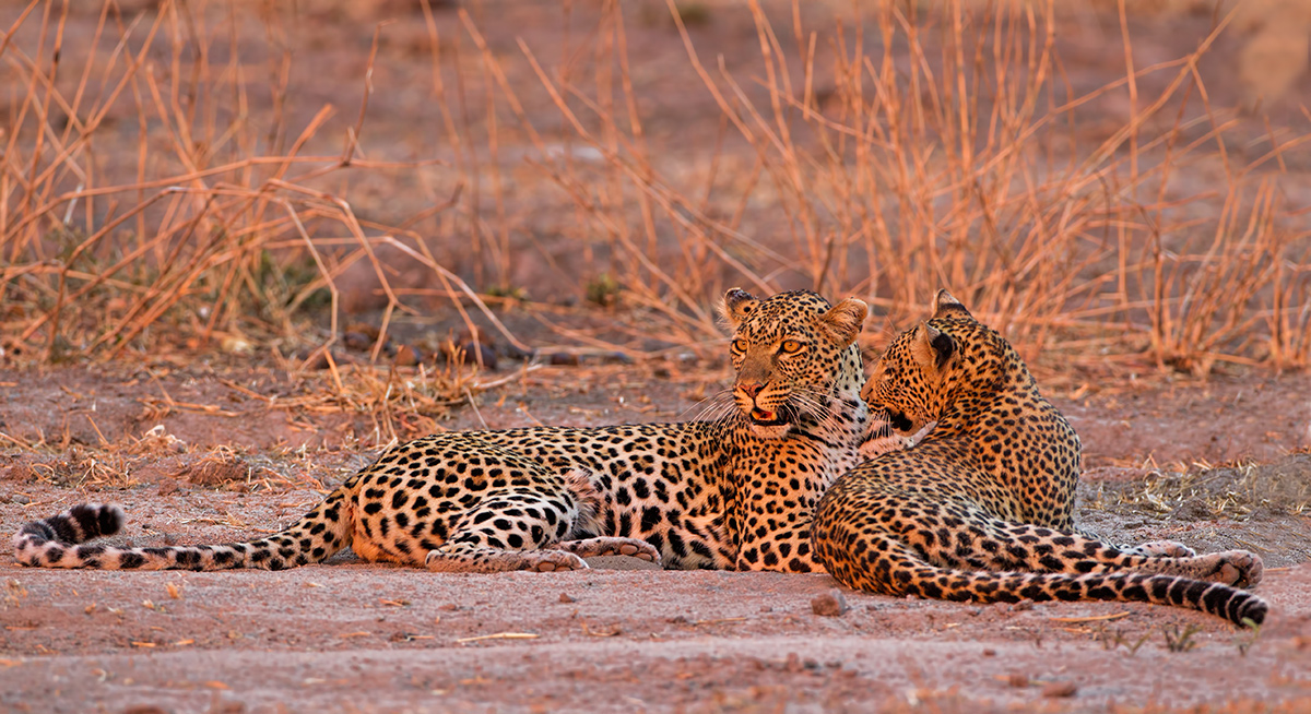 Sunset Leopards