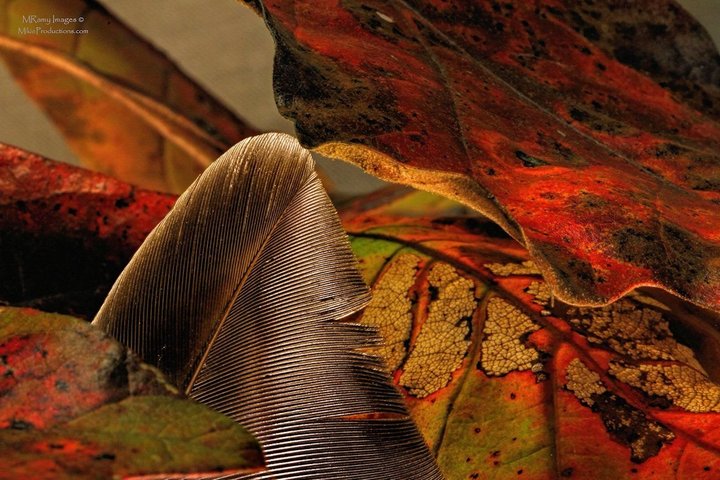 Feather in the Leaves