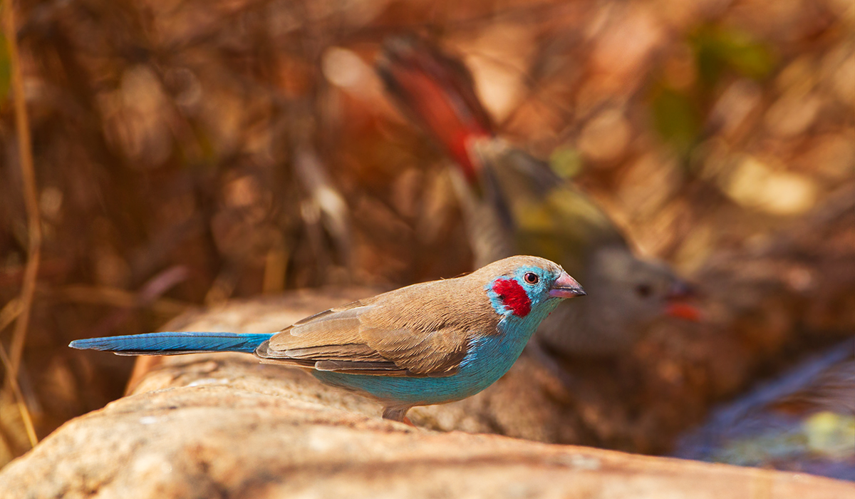 Red Cheeked Cordonbleu