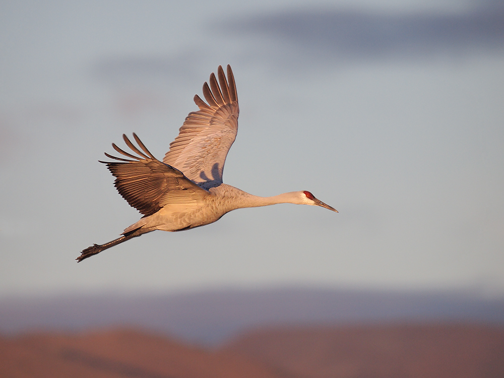 Sandhill in Early Light