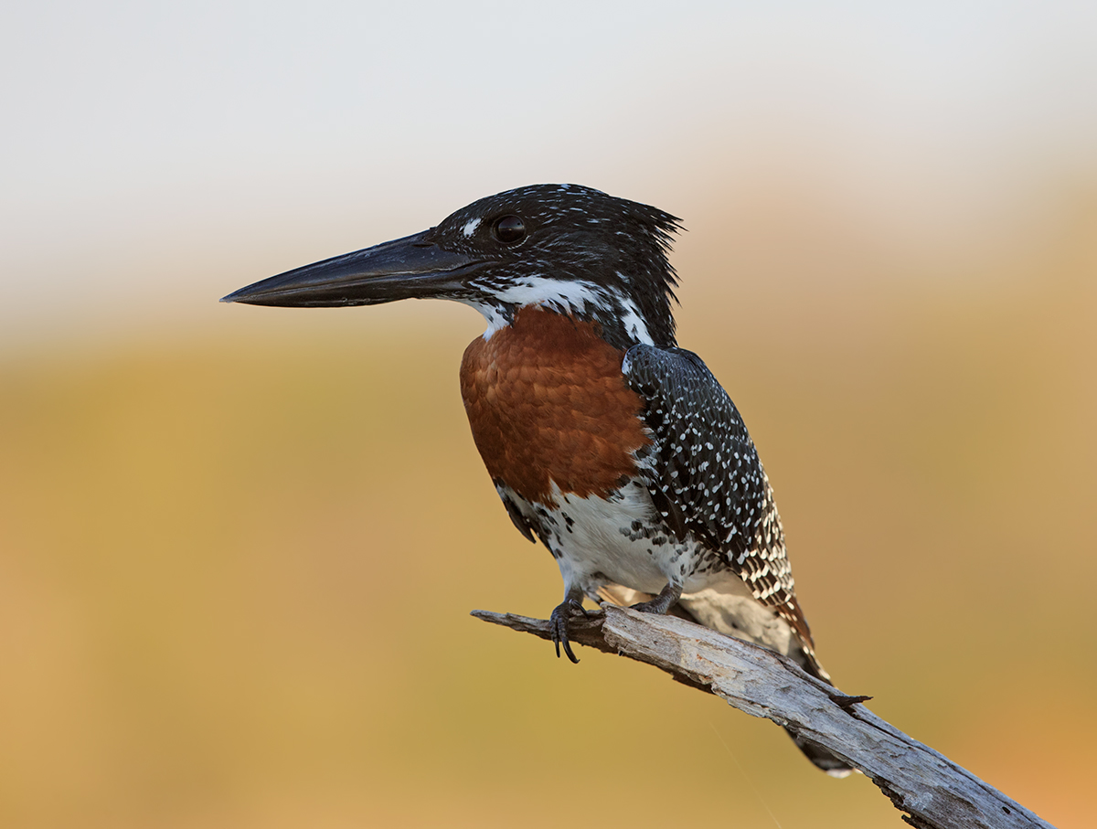 Giant Kingfisher