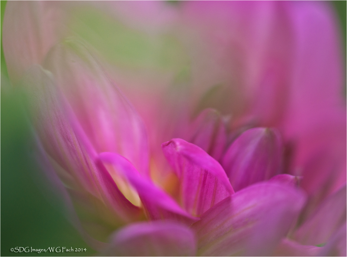 Dahlia Cram