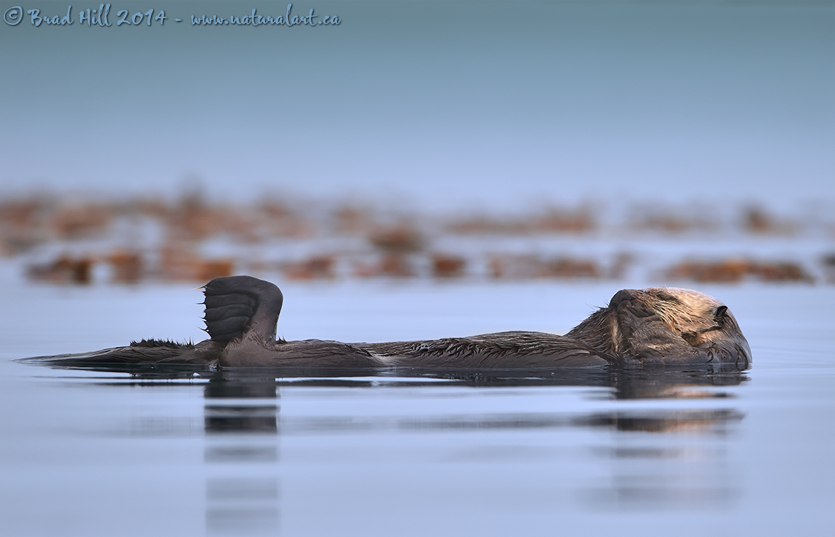 A Floating Forty Winks