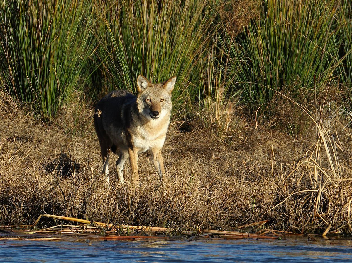 Texas Coyote