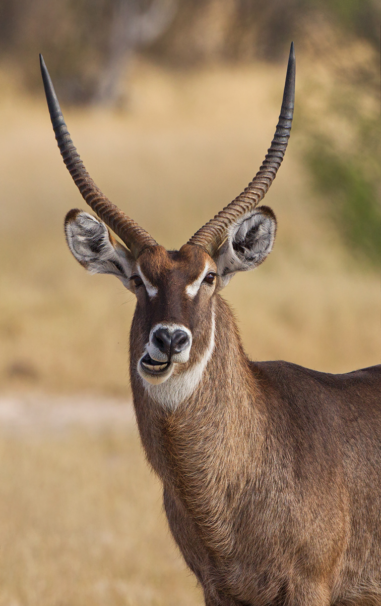 Male Waterbuck