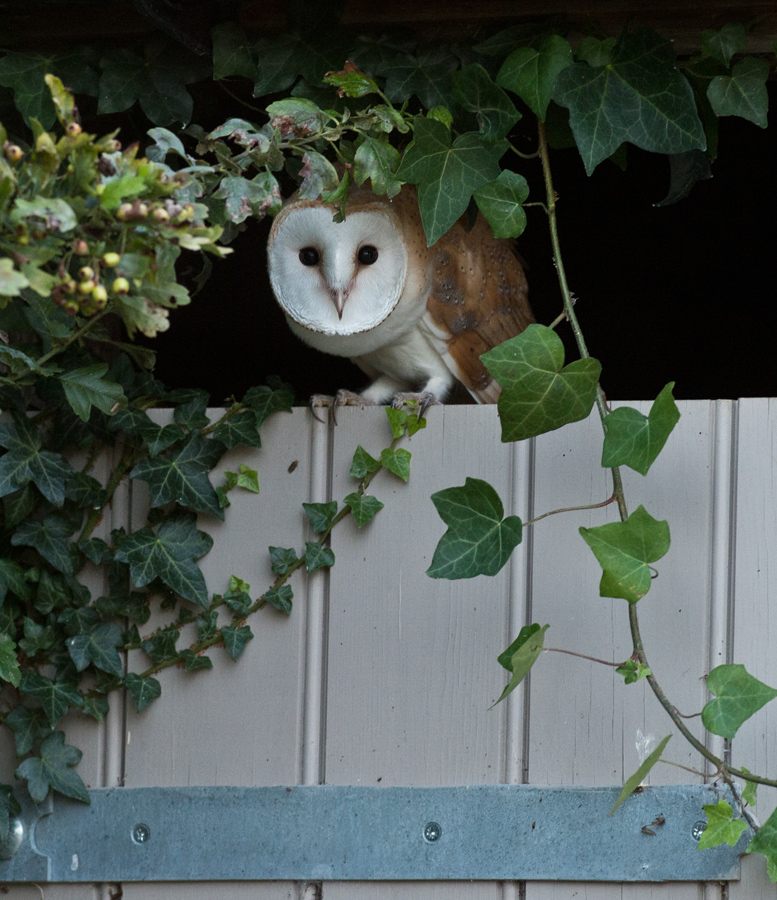 Barn Owl.+ Repost.