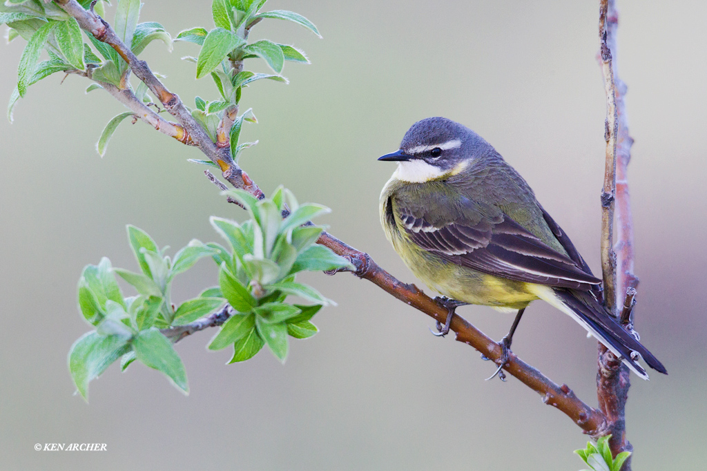 Eastern Yellow Wagtail