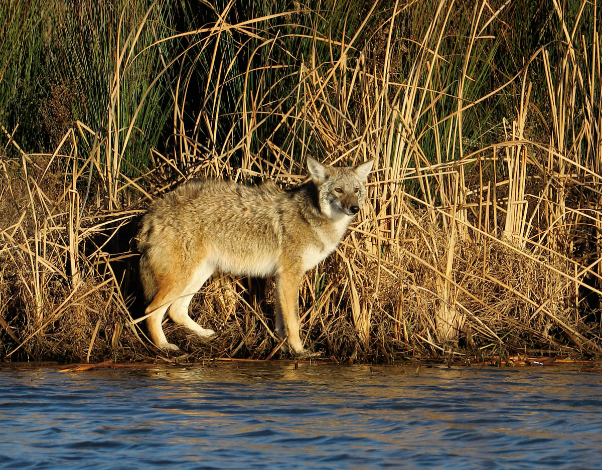Coyote Partner