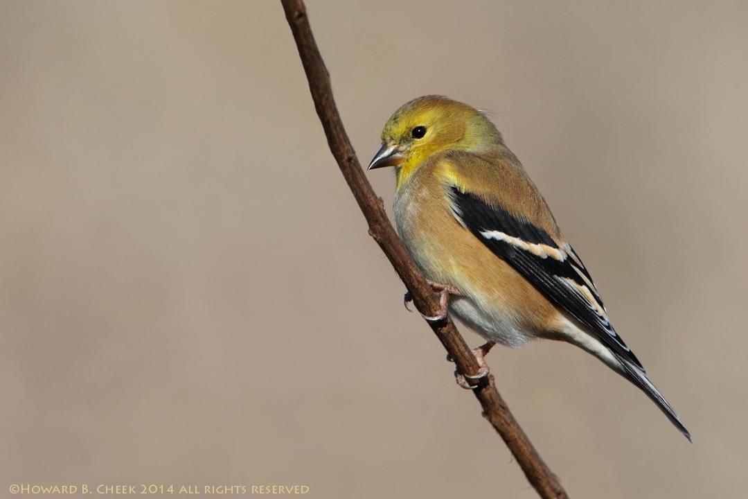 Testing 1,2,3