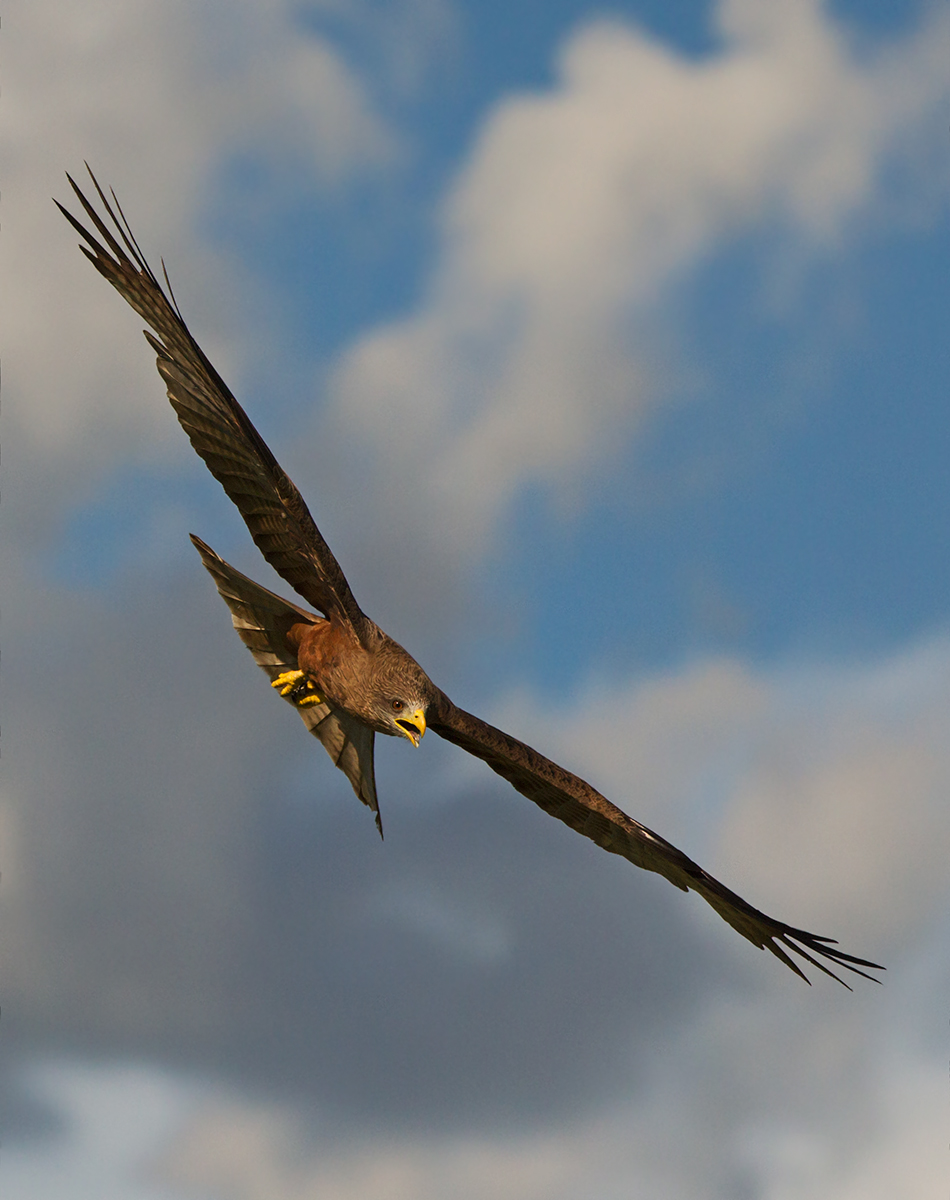 Yellow Billed Kite
