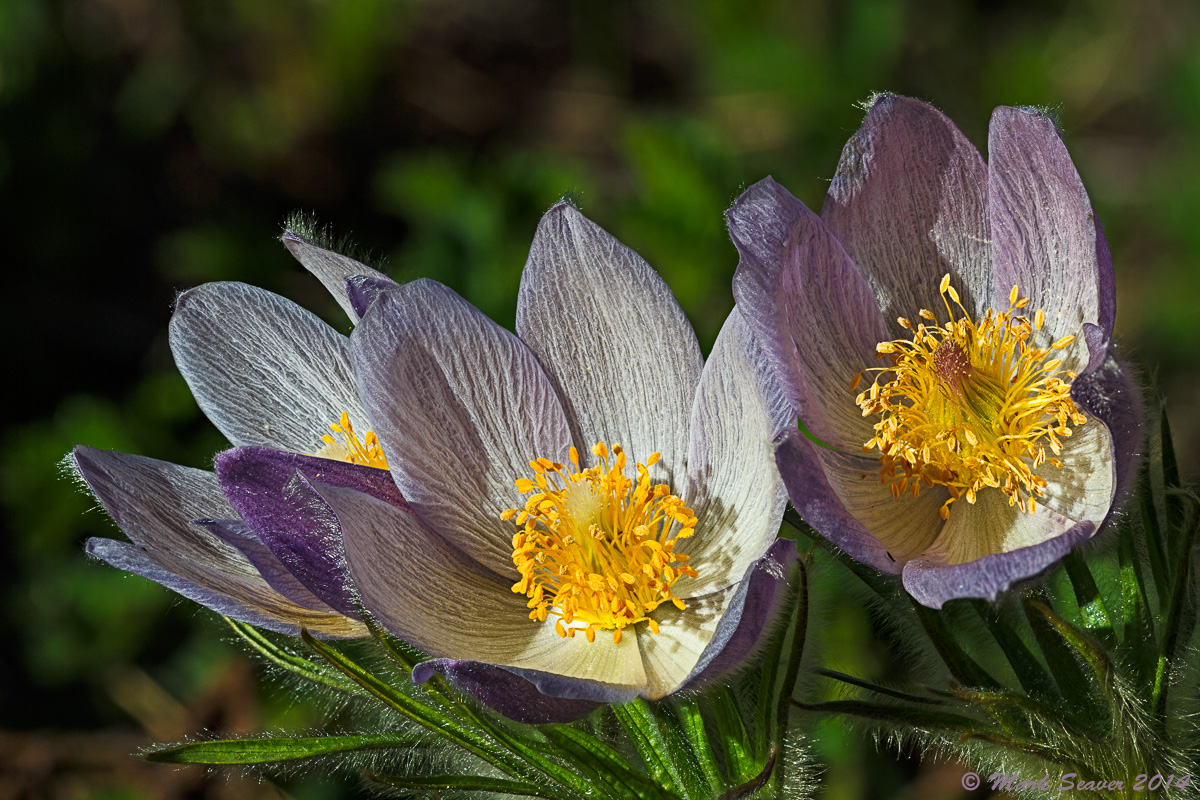 Pasque Flowers + response