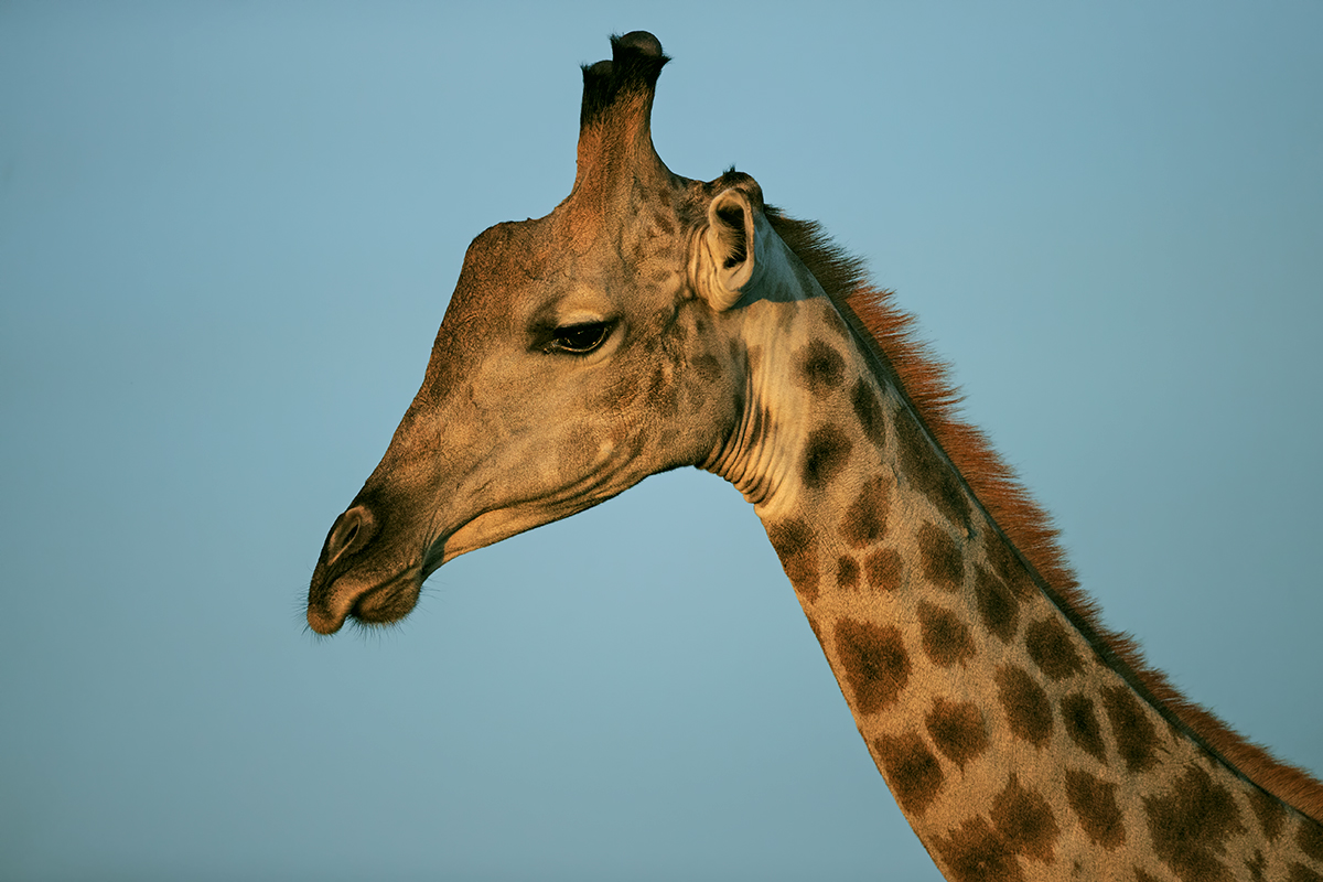 Giraffe Portrait