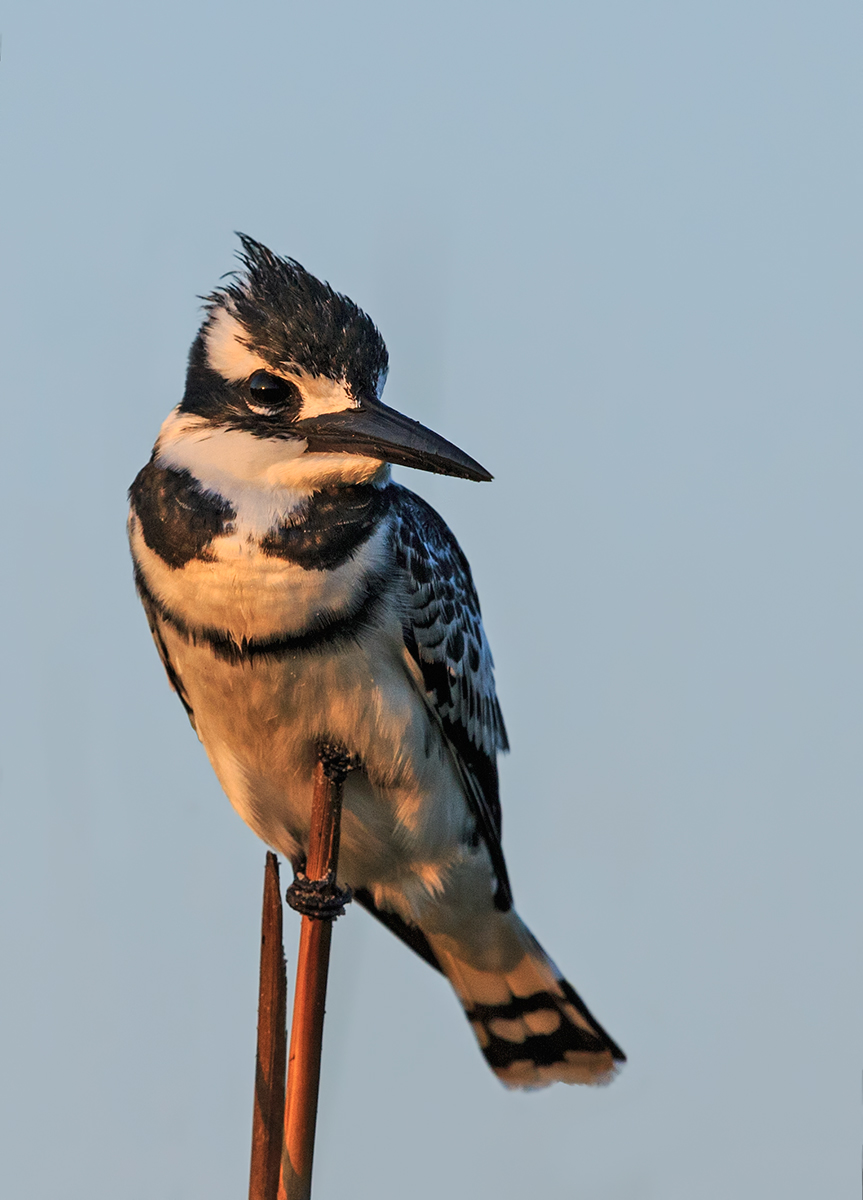 Pied Kingfisher