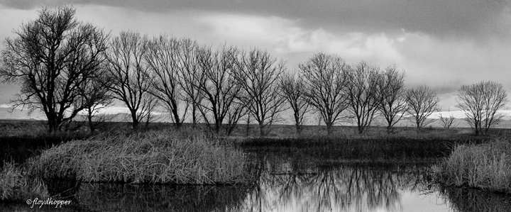 Winter Cottonwoods