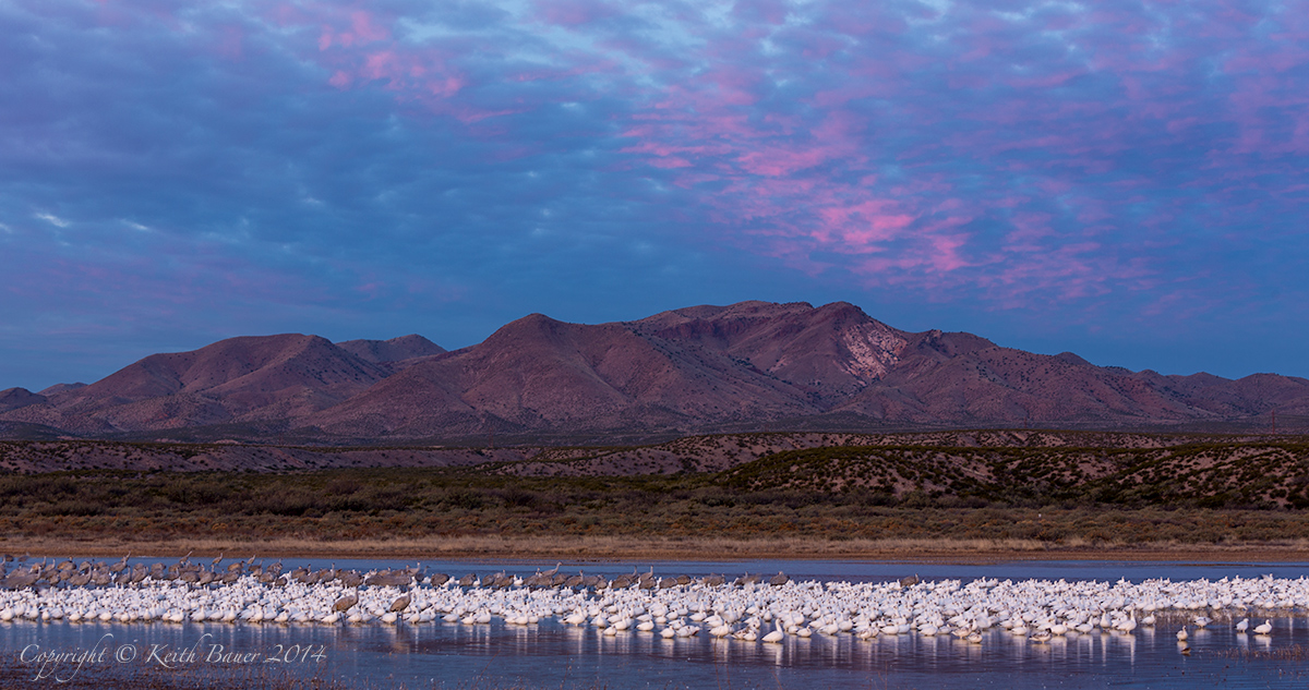 Morning at the Bosque