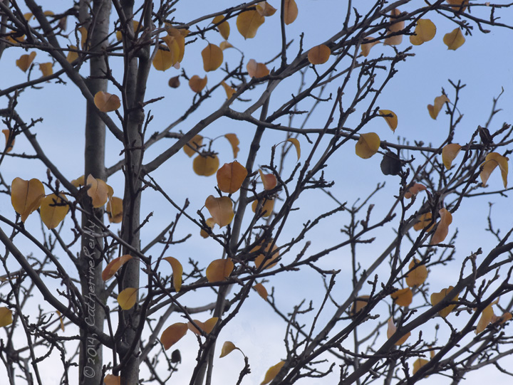 A Few Leaves Linger