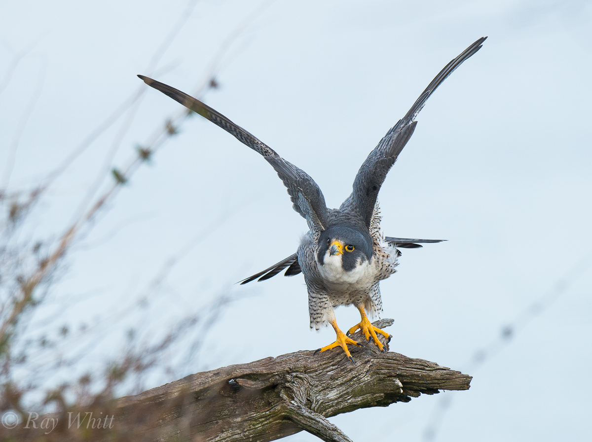 Peregrine Falcon