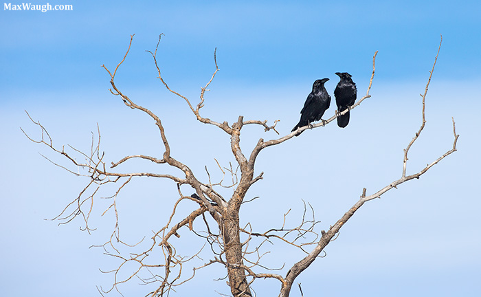 Common Ravens