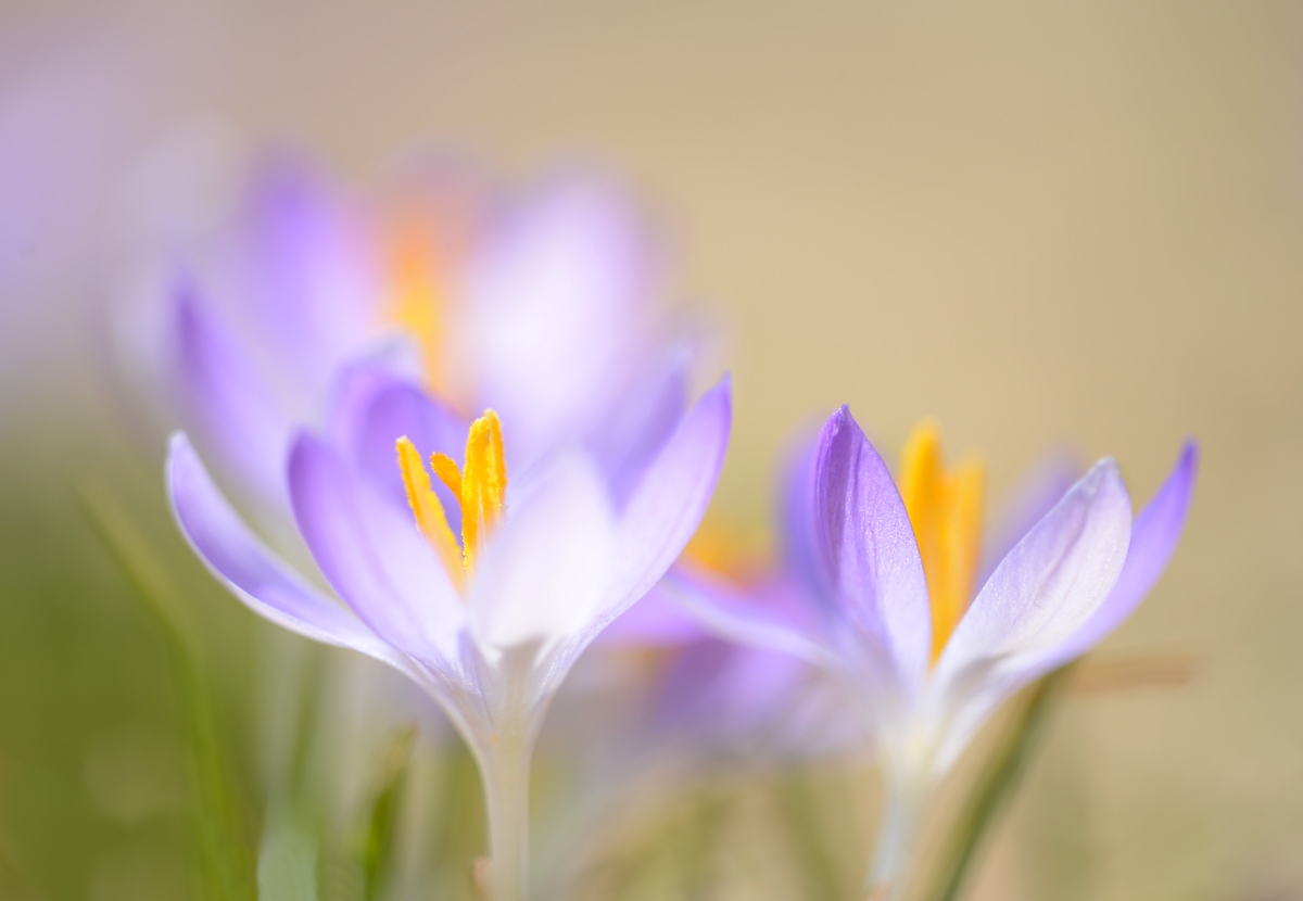  Crocus interpretation