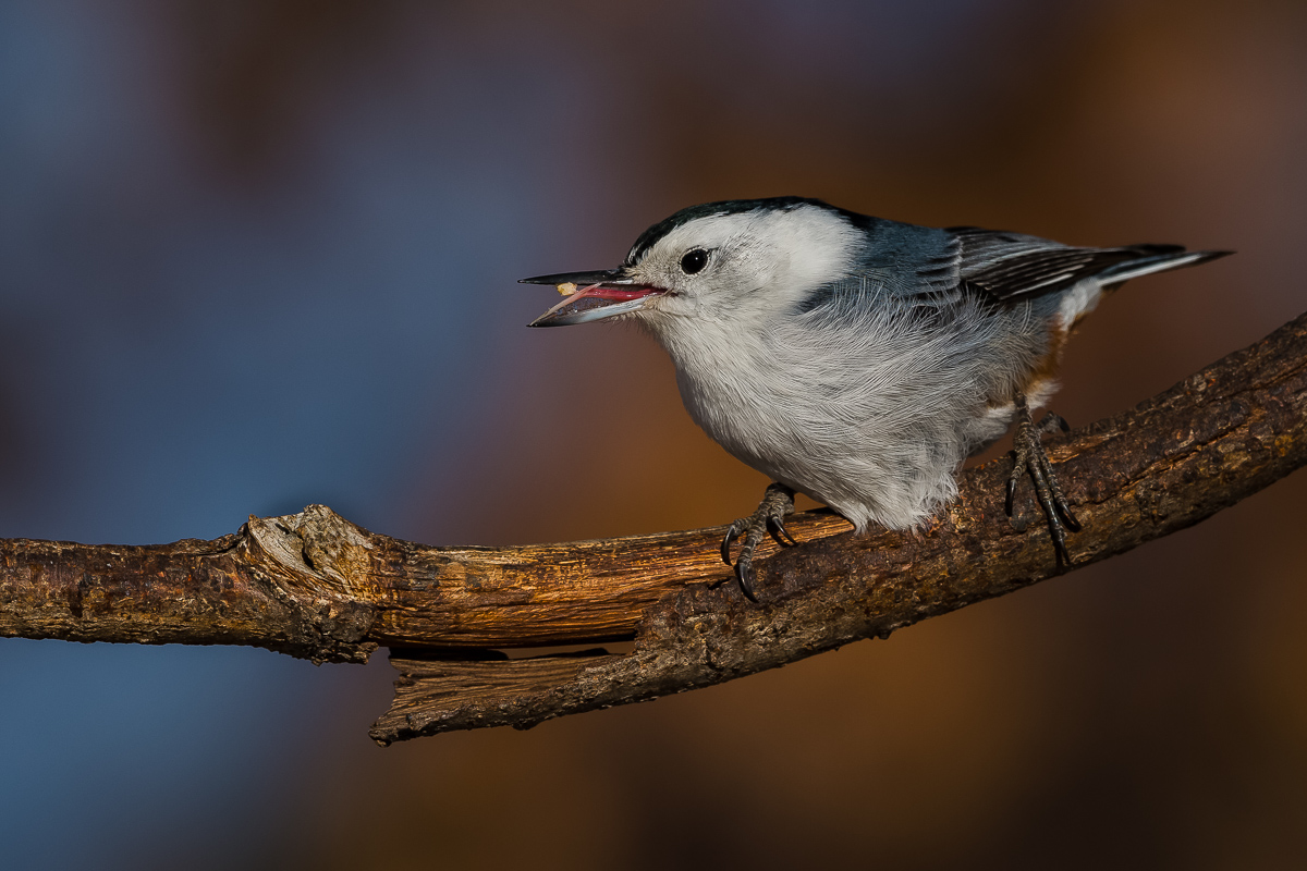 White Breasted Nuthatch