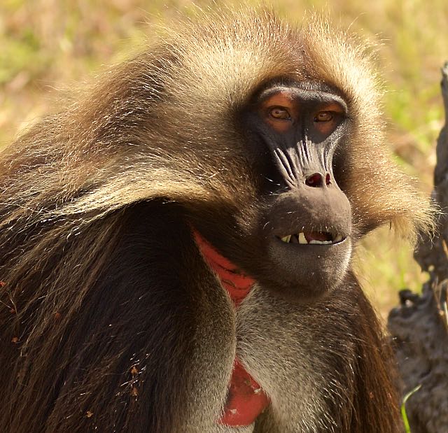 Gelada Baboon