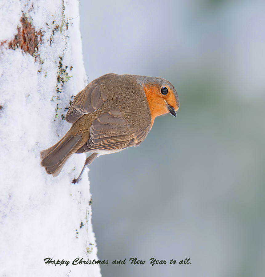Happy Christmas.