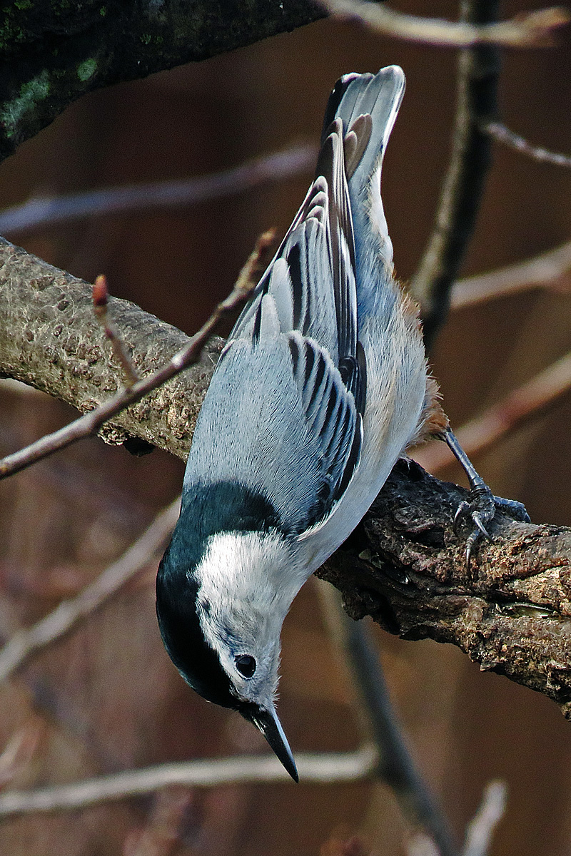 White breasted nuthatch
