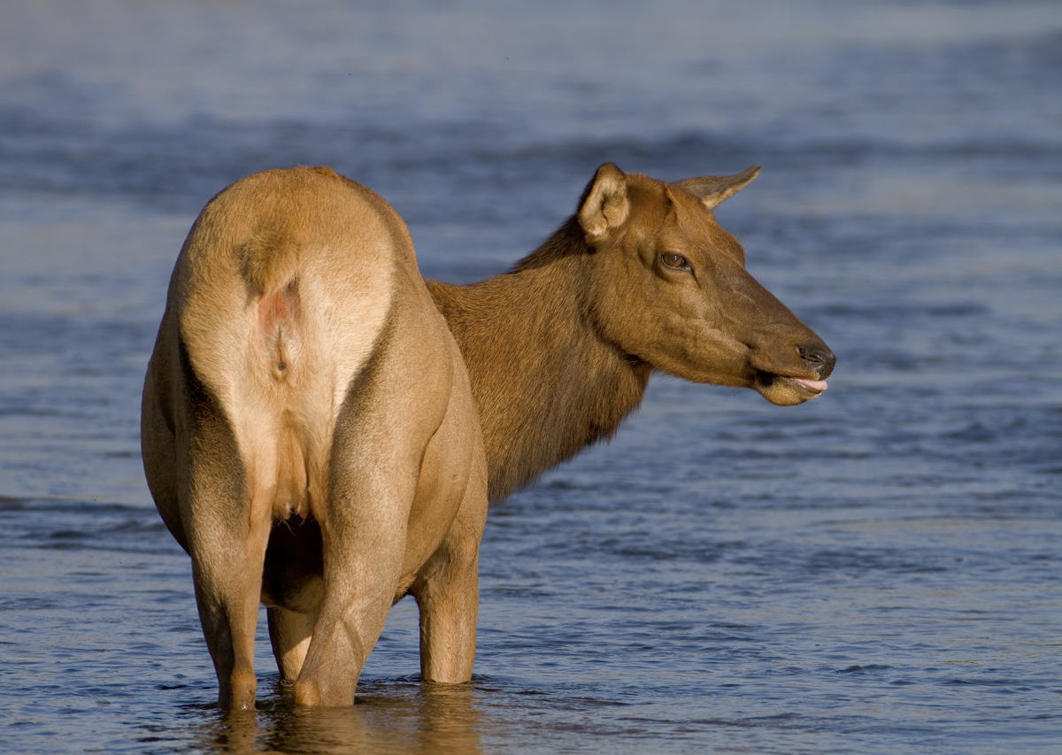 Water Cow