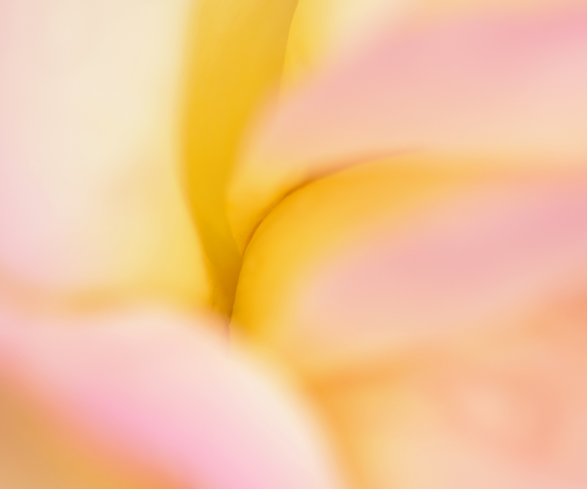 Pink and yellow nudes