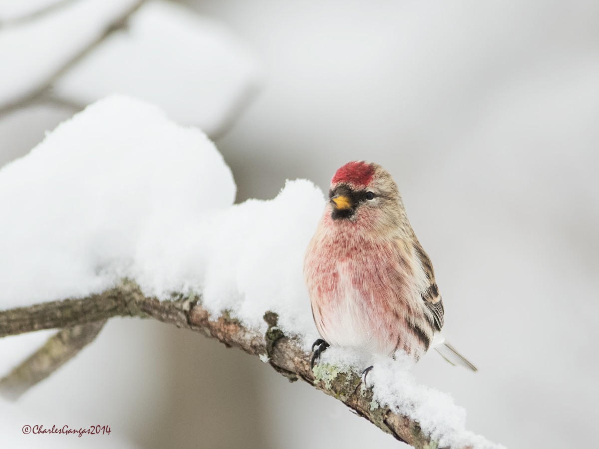 Christmas Redpoll