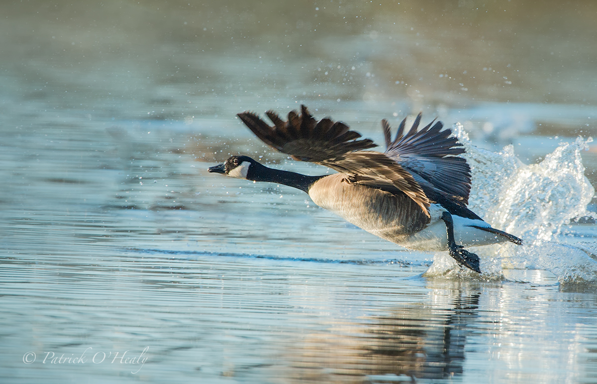 Canada Goose