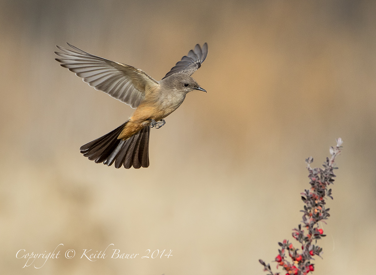 Say's Phoebe