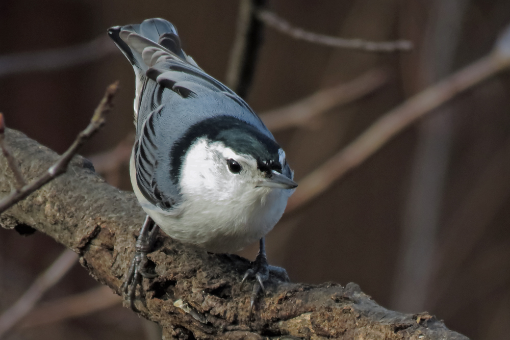 Nuthatch 2