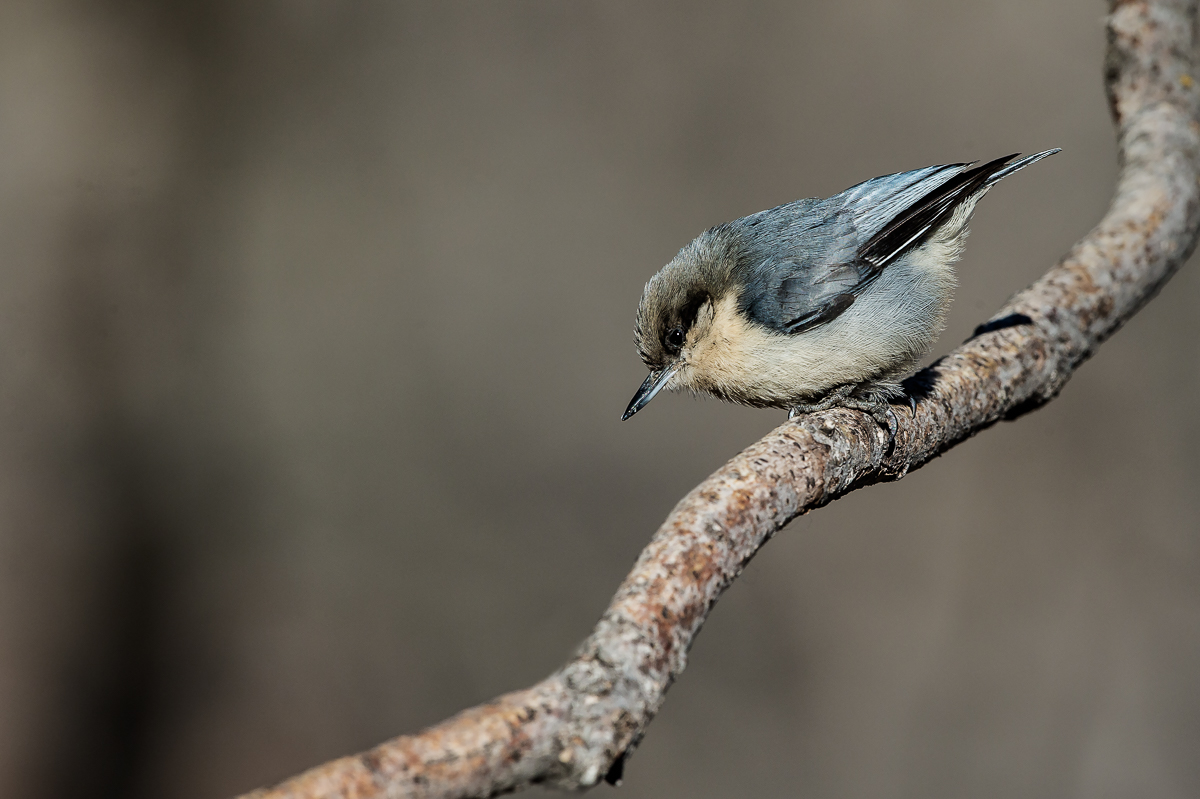 Pygmy Nuthatch