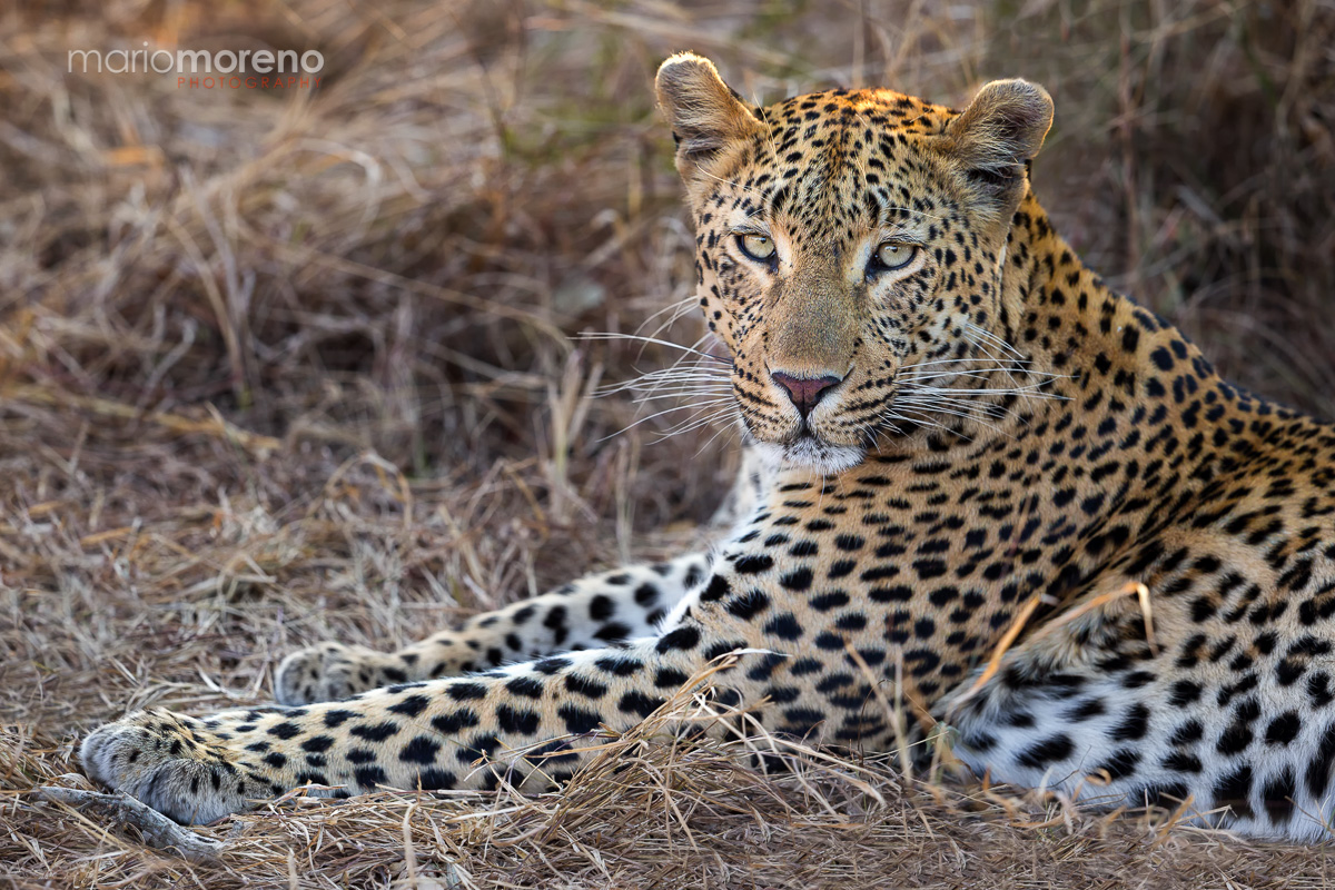 A Sabi Sands Cat