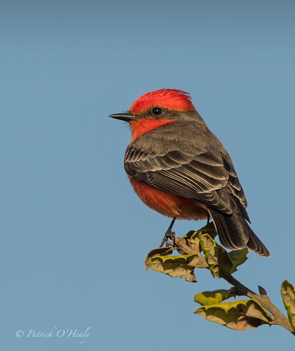 Vermillion Flycatcher