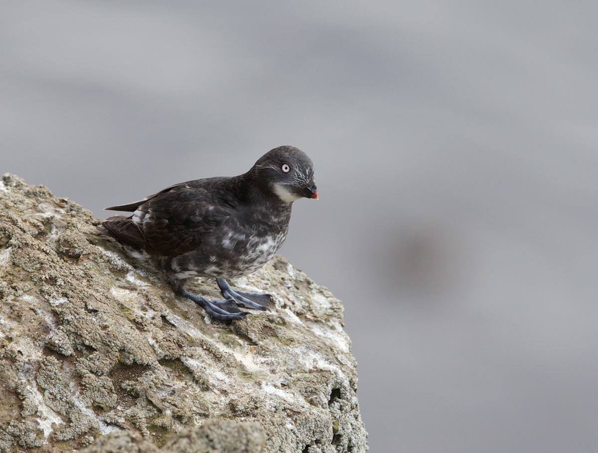 Least Auklet