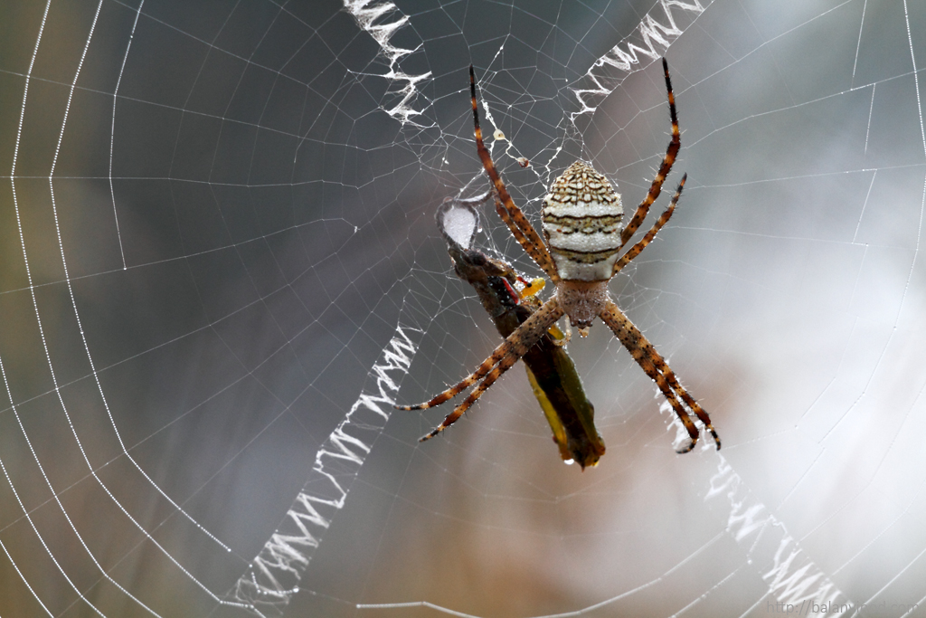 Winter Web