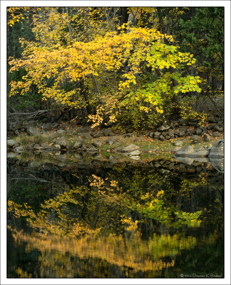 Big Leaf Maple +rp