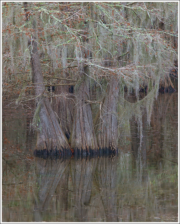 Louisiana Pond Cypress