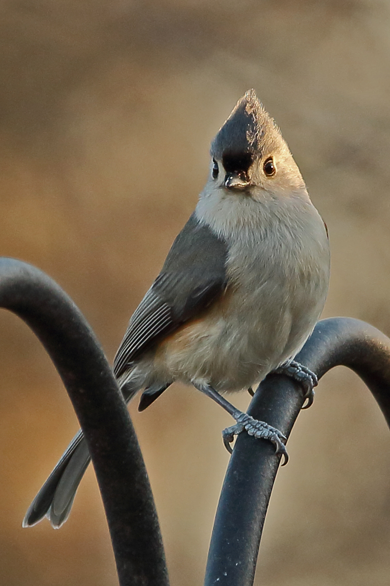 Tufted titmouse