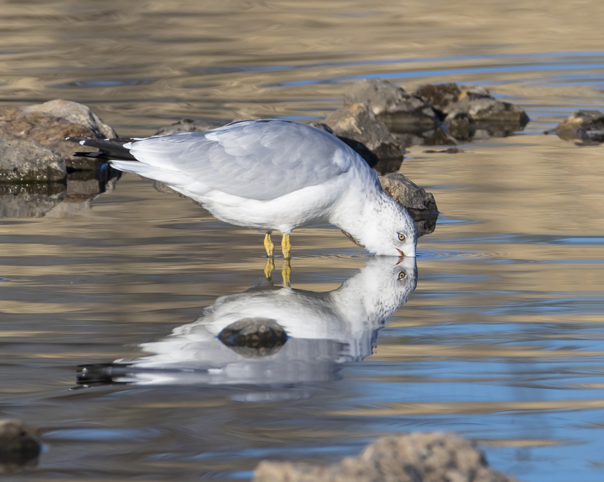 Shadow Gull