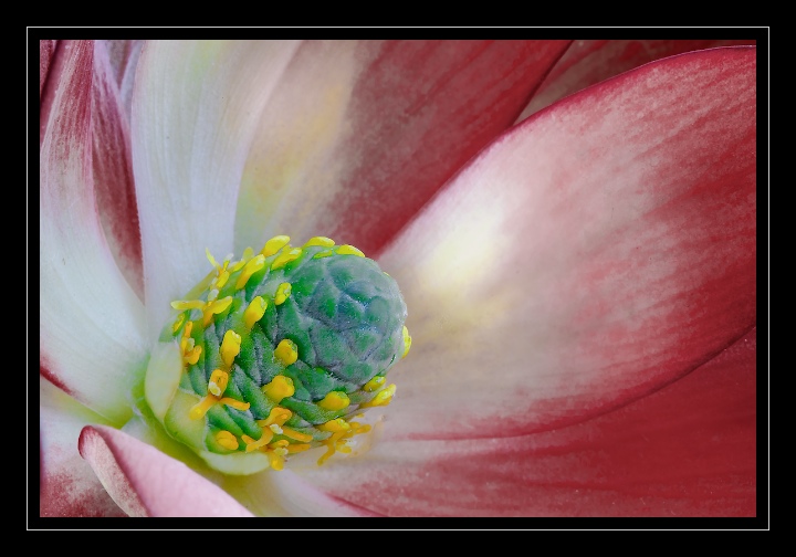 Leucadendron Seed-head
