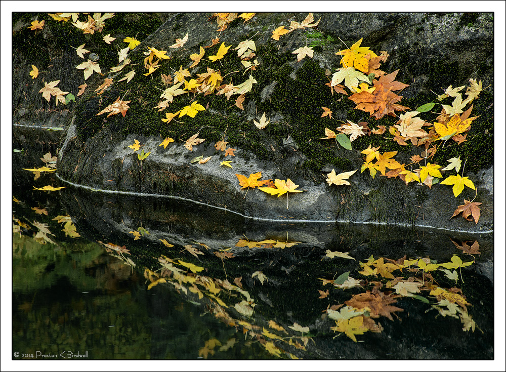 A Scattering of Leaves